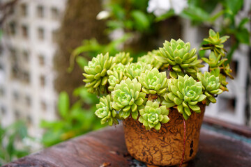 plant in a pot