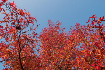 Red leaves and blue sky