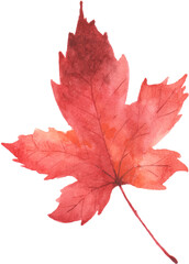 Maple Leaf Watercolor Autumn