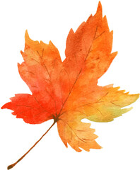 Naklejka na ściany i meble Maple Leaf Watercolor Autumn