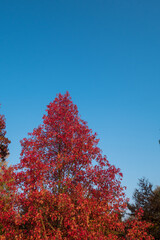 Red leaves and blue sky