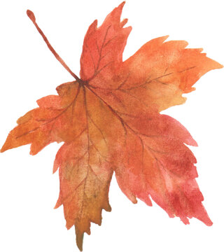 Maple Leaf Watercolor Autumn