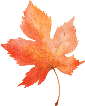 Maple Leaf Watercolor Autumn