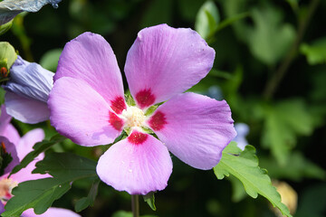 Hibiskus © Flederfried