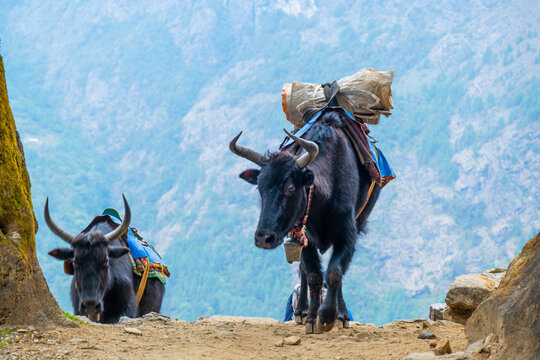 Portrait of yak with heavy load on the trail from Lukla to Namche Bazaar in Nepal. Trekking around Namche Bazaar and Everest Area Nepal