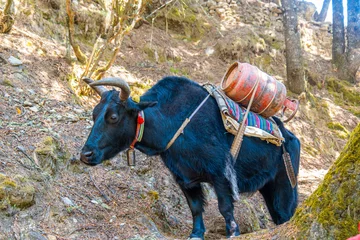 Papier Peint photo autocollant Makalu Portrait de yak avec une lourde charge sur le sentier de Lukla à Namche Bazaar au Népal. Trekking autour de Namche Bazaar et de la région de l& 39 Everest au Népal