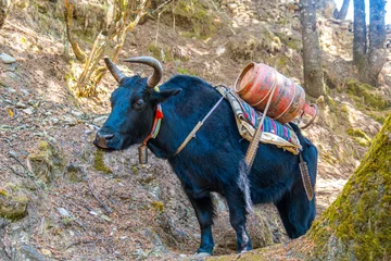 Cercles muraux Makalu Portrait de yak avec une lourde charge sur le sentier de Lukla à Namche Bazaar au Népal. Trekking autour de Namche Bazaar et de la région de l& 39 Everest au Népal