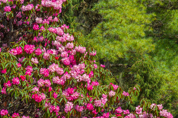 Himalaya Mountains range with magnificent blossoms rhododendrons flowers in foreground. Poon Hill, Nepal. Morning scene.