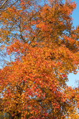 Yellow and red leaves and blue sky