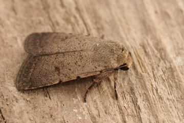 Closeup on the Pale Mottled Willow Moth, Caradrina clavipalpis, sitting on wood