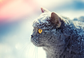 Portrait of Blue British shorthair cat sitting outdoors in winter