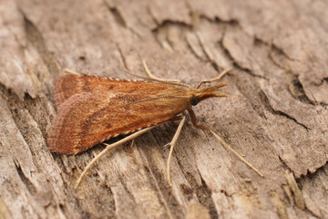 Closeup on the brown colroed Long-legged Tabby moth, Synaphe punctalis sitting on wood