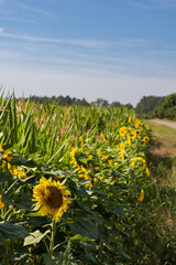 Nature inclusive Agriculture in Germany with rows of sunflowers along a prodcution field of corn.