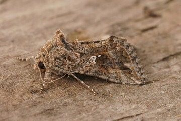 Closeup on the mediterranean Accent Gem moth,Ctenoplusia accentifera, sitting on wood