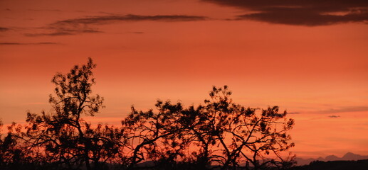Fototapeta na wymiar Glühendes Abendrot über der Silhouette von Bäumen