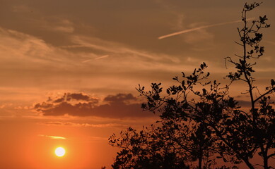 Sonne im Abendrot mit Silhouette eines Baumes und Kondensstreifen am Himmel