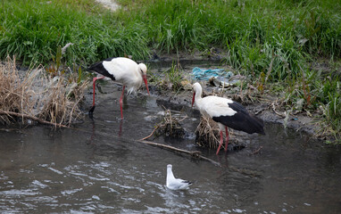 stork and plastic garbage waste image in the creek