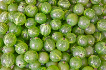A lot of green gooseberries as background. Harvest of the berries.