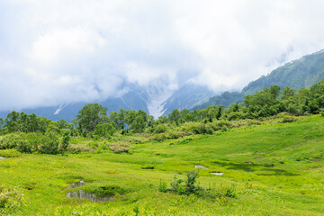 Fototapeta premium 夏の栂池高原の湿地帯からの白馬の大雪渓の眺め