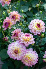 Obraz premium Lush pink dahlia flowers in a flower bed in summer. Gardening, perennial flowers, landscaping.