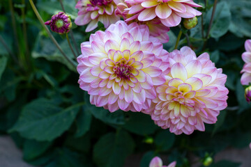 Lush pink dahlia flowers in a flower bed in summer. Gardening, perennial flowers, landscaping.