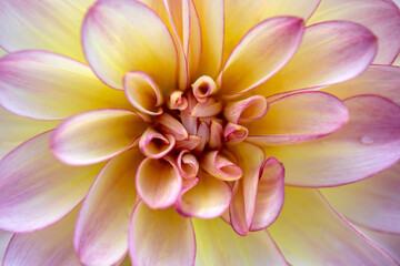 Delicate dahlia flower close up. Texture of petals, floral pattern. Floral card.