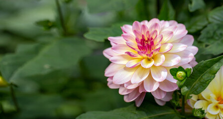Pink dahlia flower on natural background with copy space. Floral card.