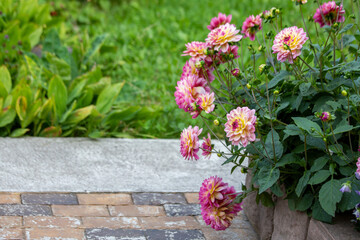 Lush pink dahlia flowers in a flower bed in summer. Gardening, perennial flowers, landscaping. With copy space.