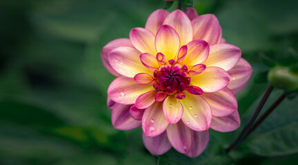 Fototapeta premium Gorgeous pink dahlia flower. Gardening, perennial flowers, landscaping.