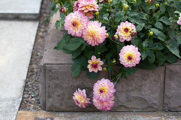 Delicate pink dahlias in a flower bed in the garden. Gardening, perennial flowers, landscaping.