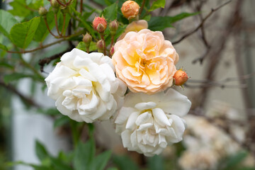 Three roses in bloom