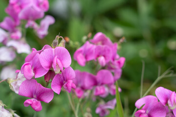 Fototapeta na wymiar Purple sweet peas in blossom