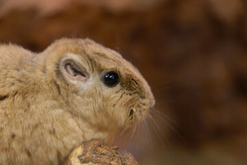 Gundi is a genus of rodents in the comb-toed family.