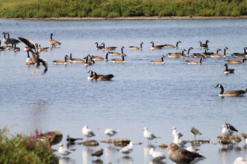 Fototapeta premium A very large flock of Canadian Geese on a lake at a nature reserve. This photo was taken during the exceptionally hot weather and heatwave. This would make a lovely background picture
