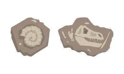 Fossils of dinosaurs skeleton and snails shells set. Sections with bones of prehistoric creatures cartoon vector illustration