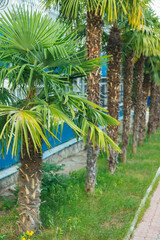 An alley in the park among palm trees. A narrow path in a hotel at the resort. Garden decoration.