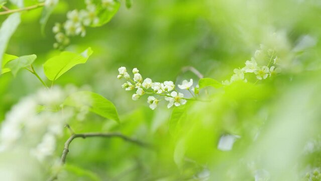 Prunus padus or known as bird cherry and hackberry. Mayday tree and dark green oval leaves on grey-brown twigs. Slow motion.