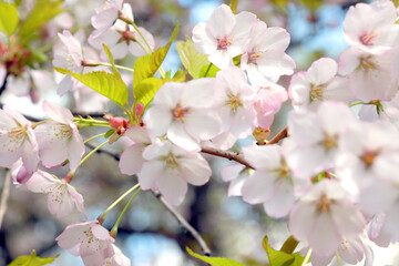 Fototapeta na wymiar Spring background. A young flowering branch of cherry or plum in the garden in the spring.