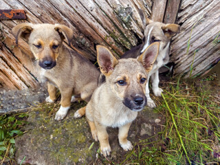 Three Baby Stray Dogs Sitting Outdoor  and Looking at the camera