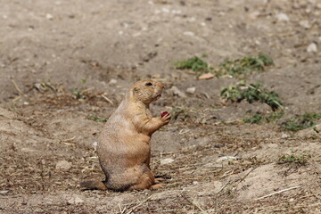 chien de praire