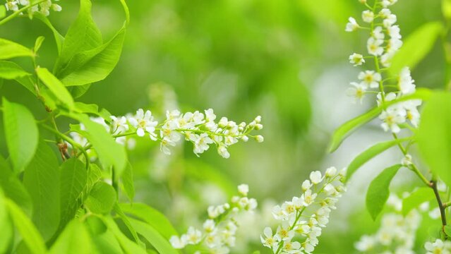 Hackberry or hagberry and prunus padus or mayday tree. Flowering plant in rose family. Slow motion.