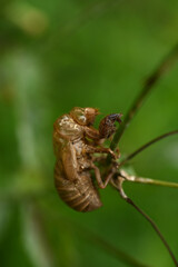 Cicada shell on on green background