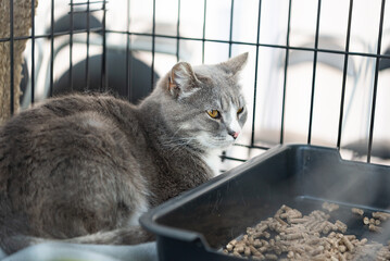 The cats from the shelter are in a cage. Tired animals. Fundraising for food and treatment for...