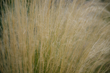 Abstract natural background of soft plants. Pampas grass, dry reeds in boho style. Fluffy stems of tall grass.