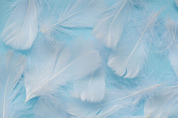 Fototapeta na wymiar White bird feathers on a plain blue background