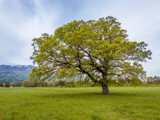 Fototapeta na wymiar Big Green Tree on a Green Meadow with Mountain Background . Summer landscape 