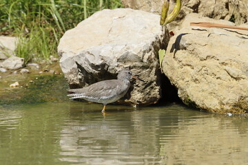oiseau