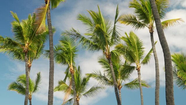 Wind breezing through the tall palm trees of Hawaii.