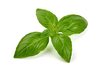 Sweet basil herb leaves, close-up, isolated on white background. Sweet Genovese basil.