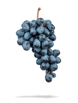 Bunch of dark blue grapes, isolated on a transparent background